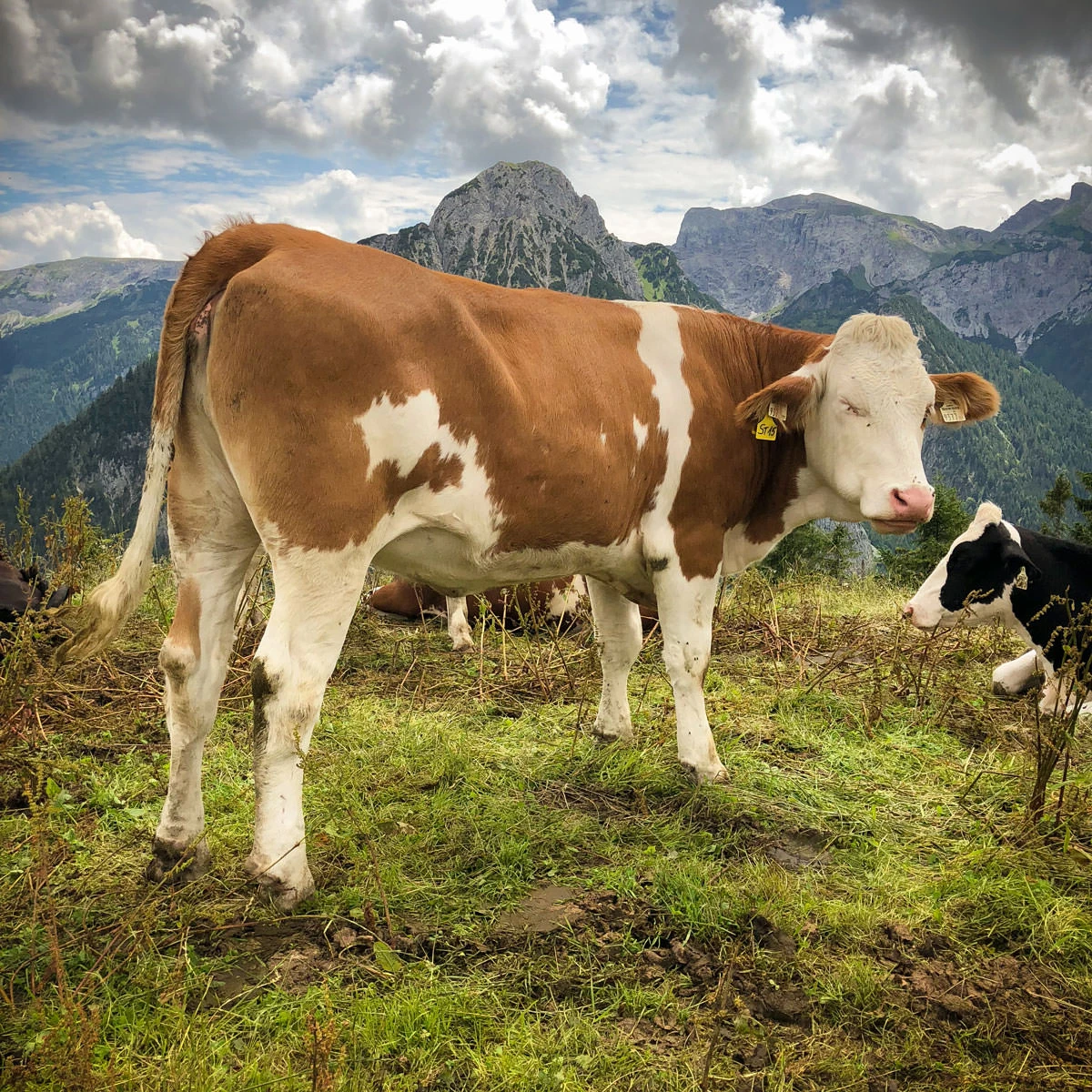 48954-c26cc-28799623757-b9fd1d7a94-o