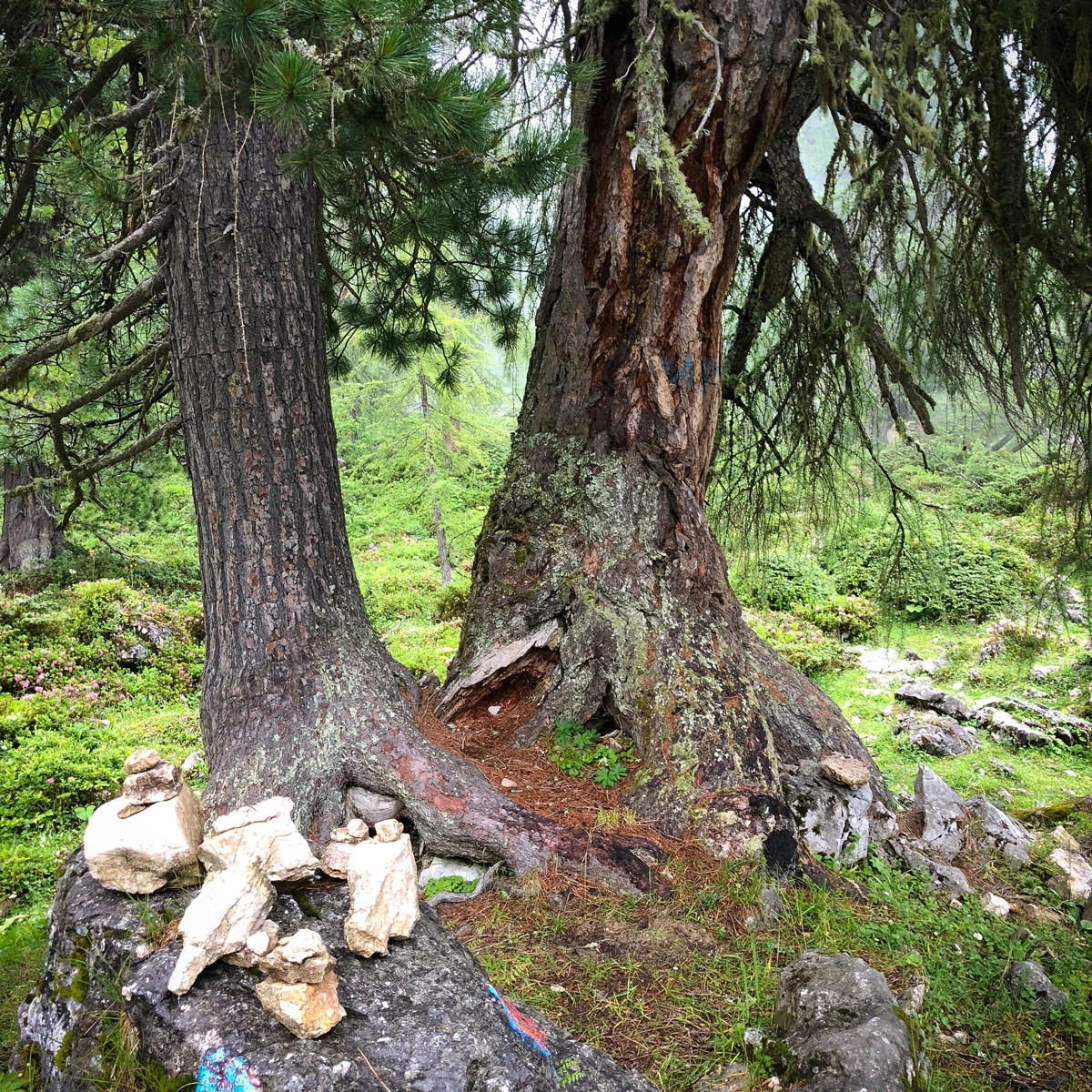 6c741-d76da-43688538331-48c865a48a-o