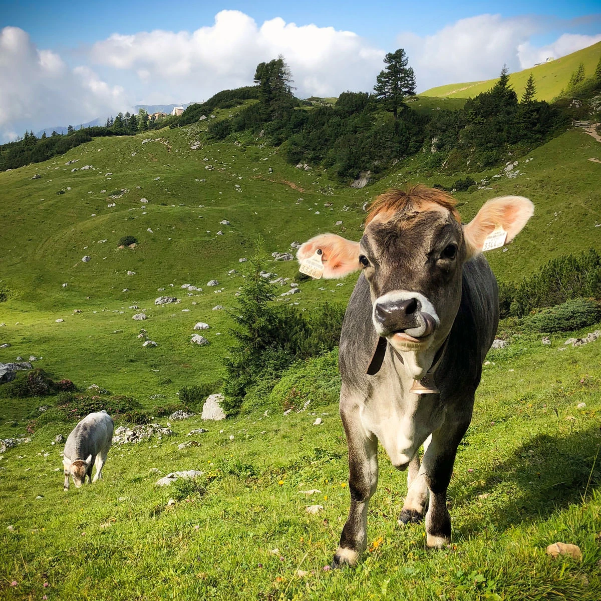 7c611-f333e-42785822235-753abf5cb5-o