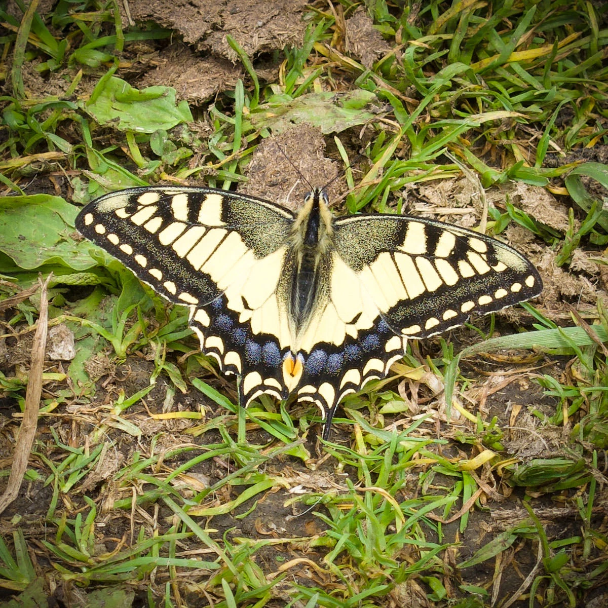 81b89-e99b5-42785821705-c01d6009af-o