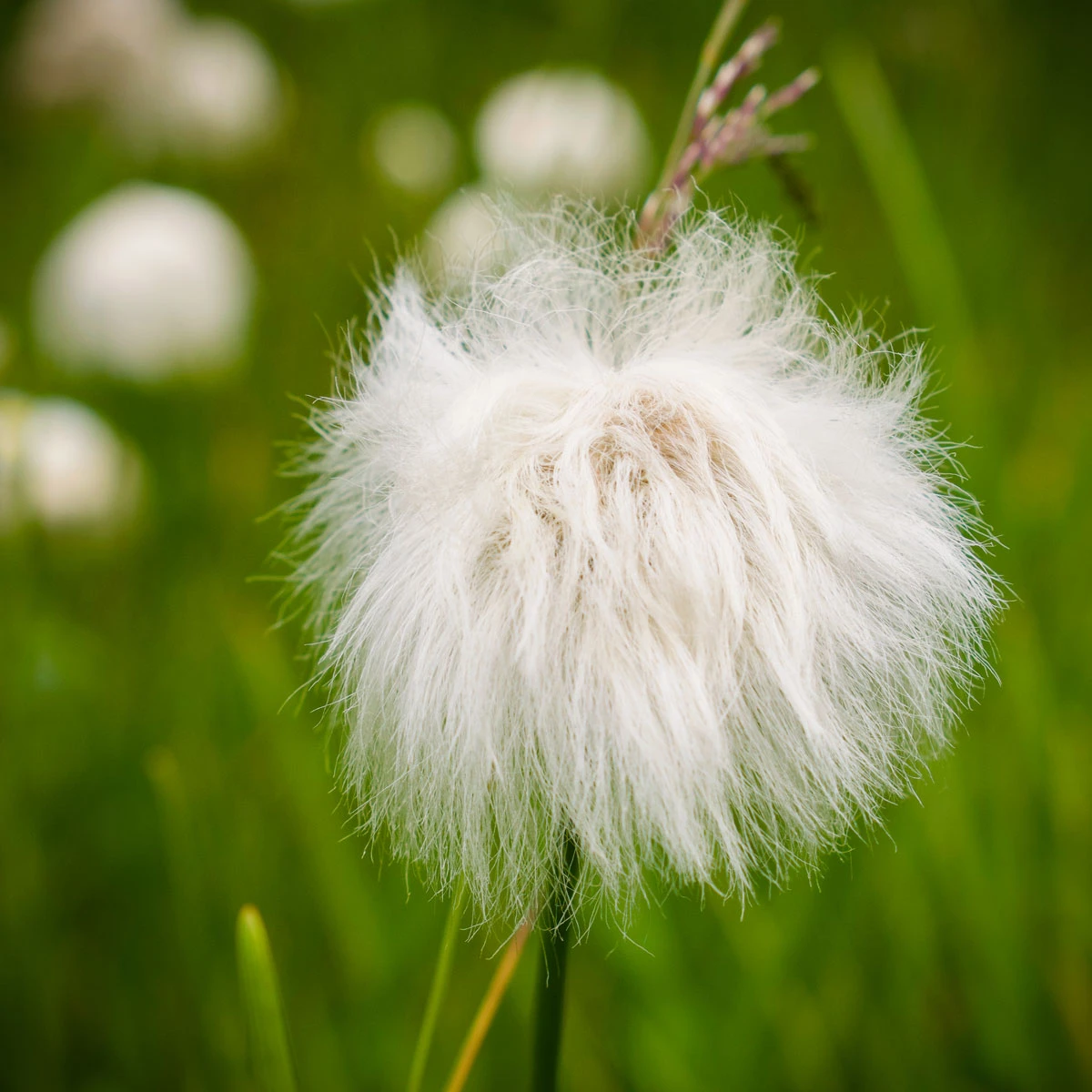 f1cfa-30221-42785822055-64999cbbdb-o