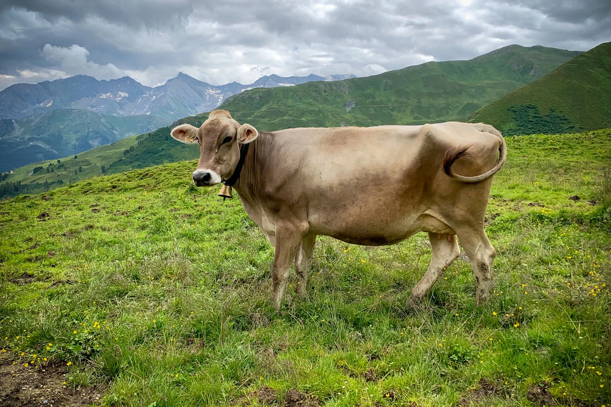 a5897-dd54b-50204894136-61e0c2bd49-o