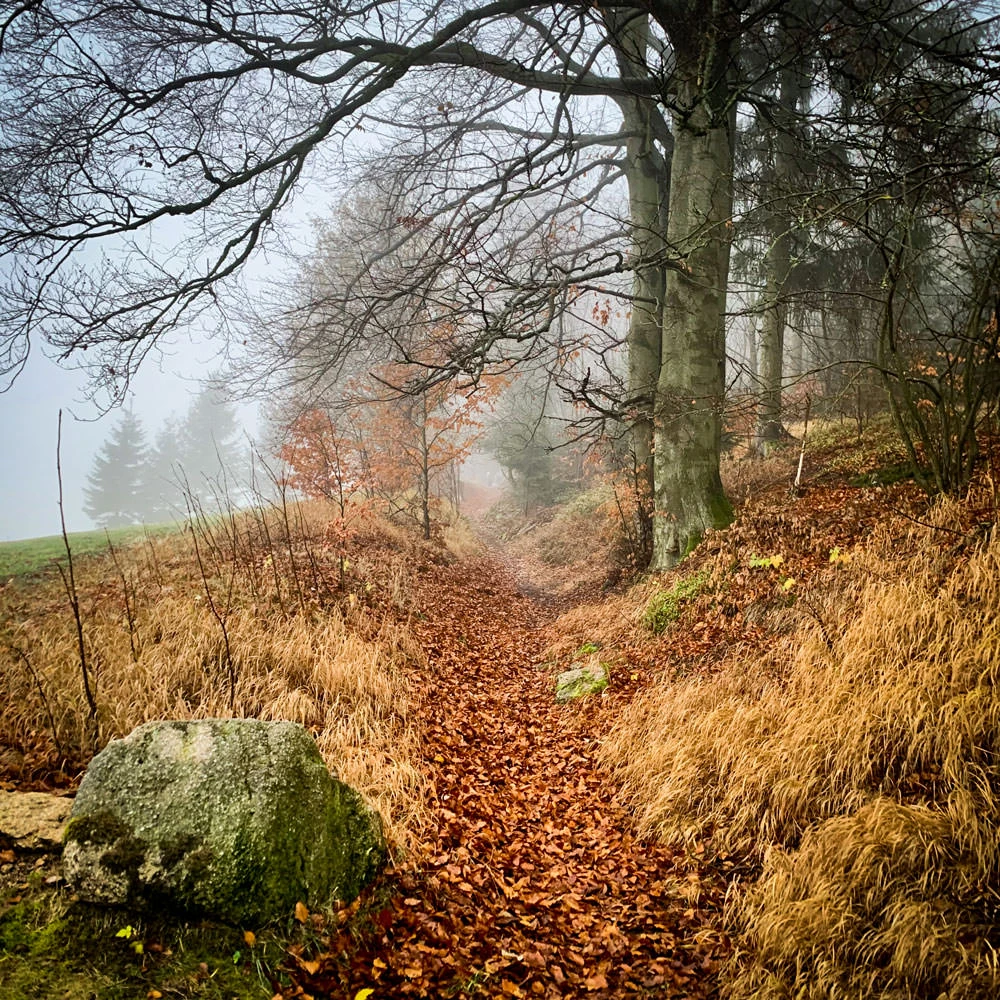 c29ef-d5117-49109478982-a33f01a43b-o