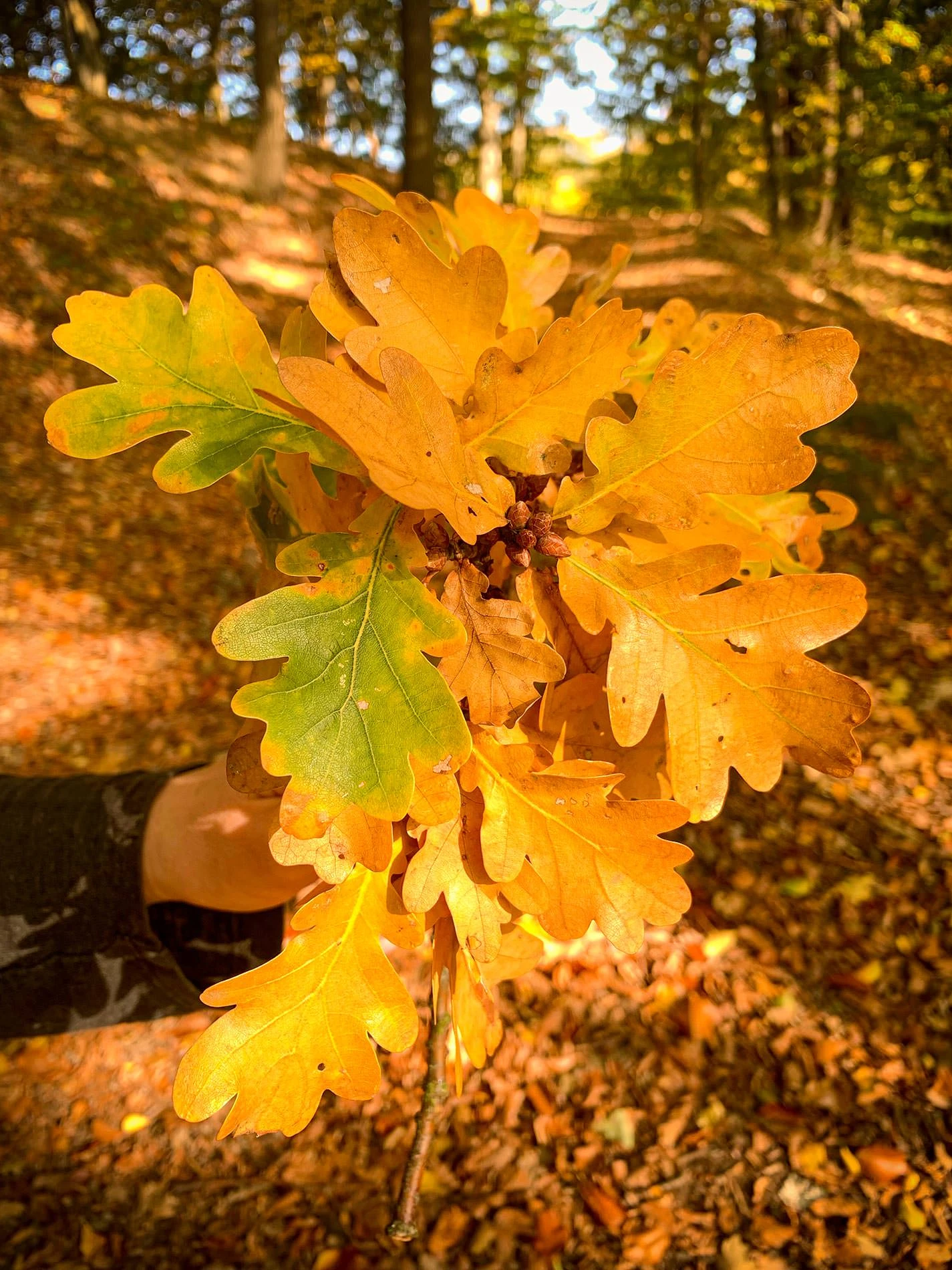 34e69-0985c-50536034686-deda755f4d-o