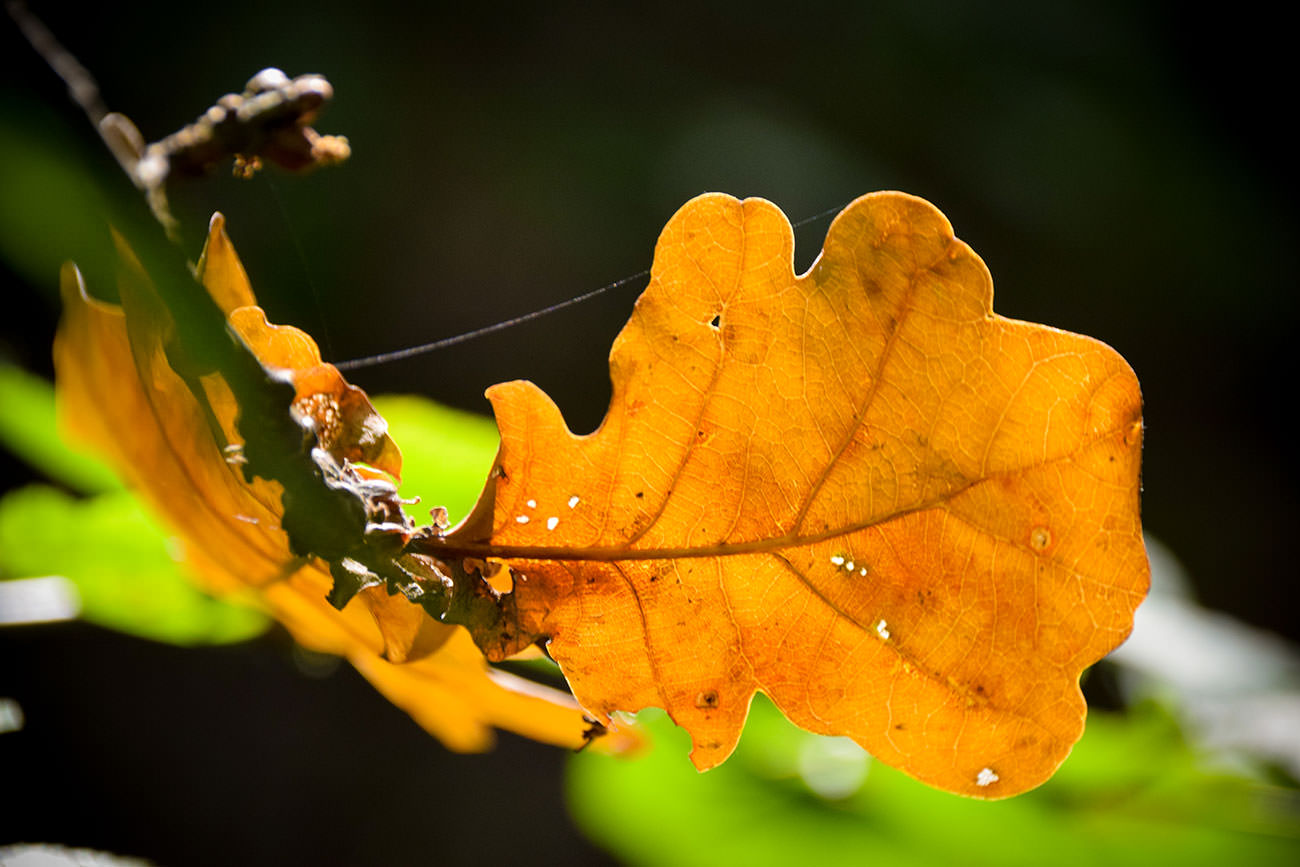 a996d-dc86c-52408749441-ed62174a44-o