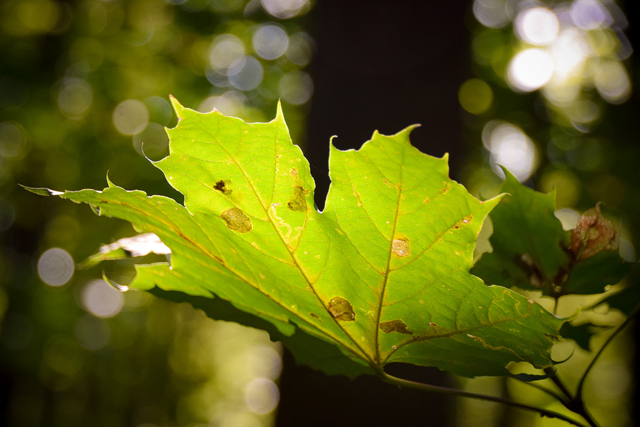 b38e4-e3930-52408252057-050700ae56-o