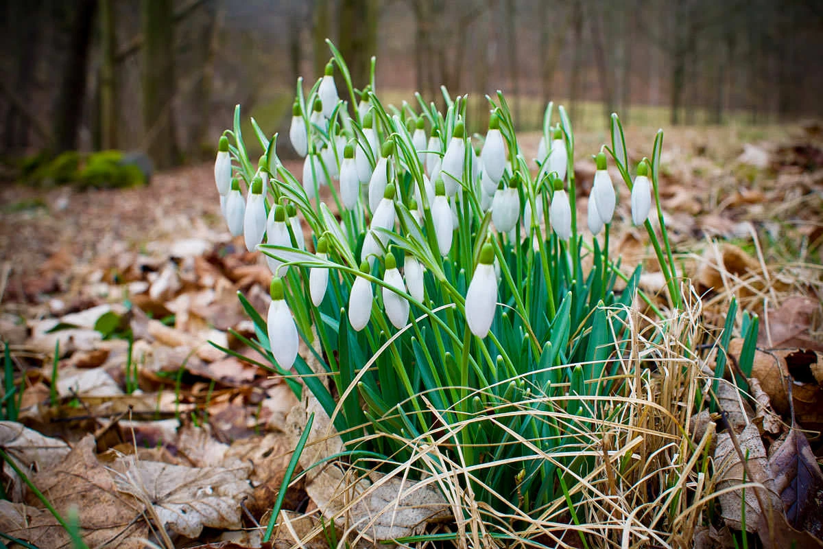 2df56-f7367-49556044786-6e815f7be5-o