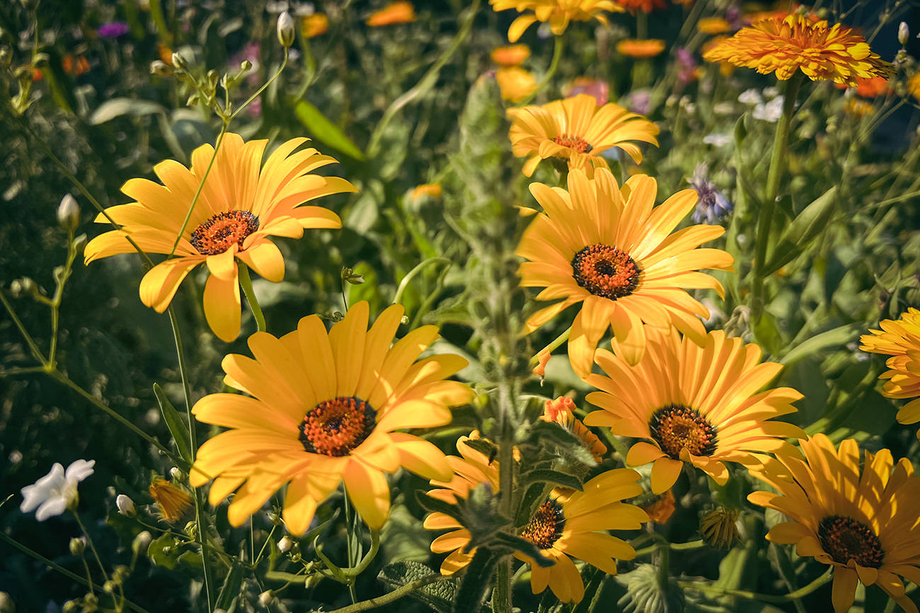 1d052-e2c40-53036218716-48cfbe96fb-o