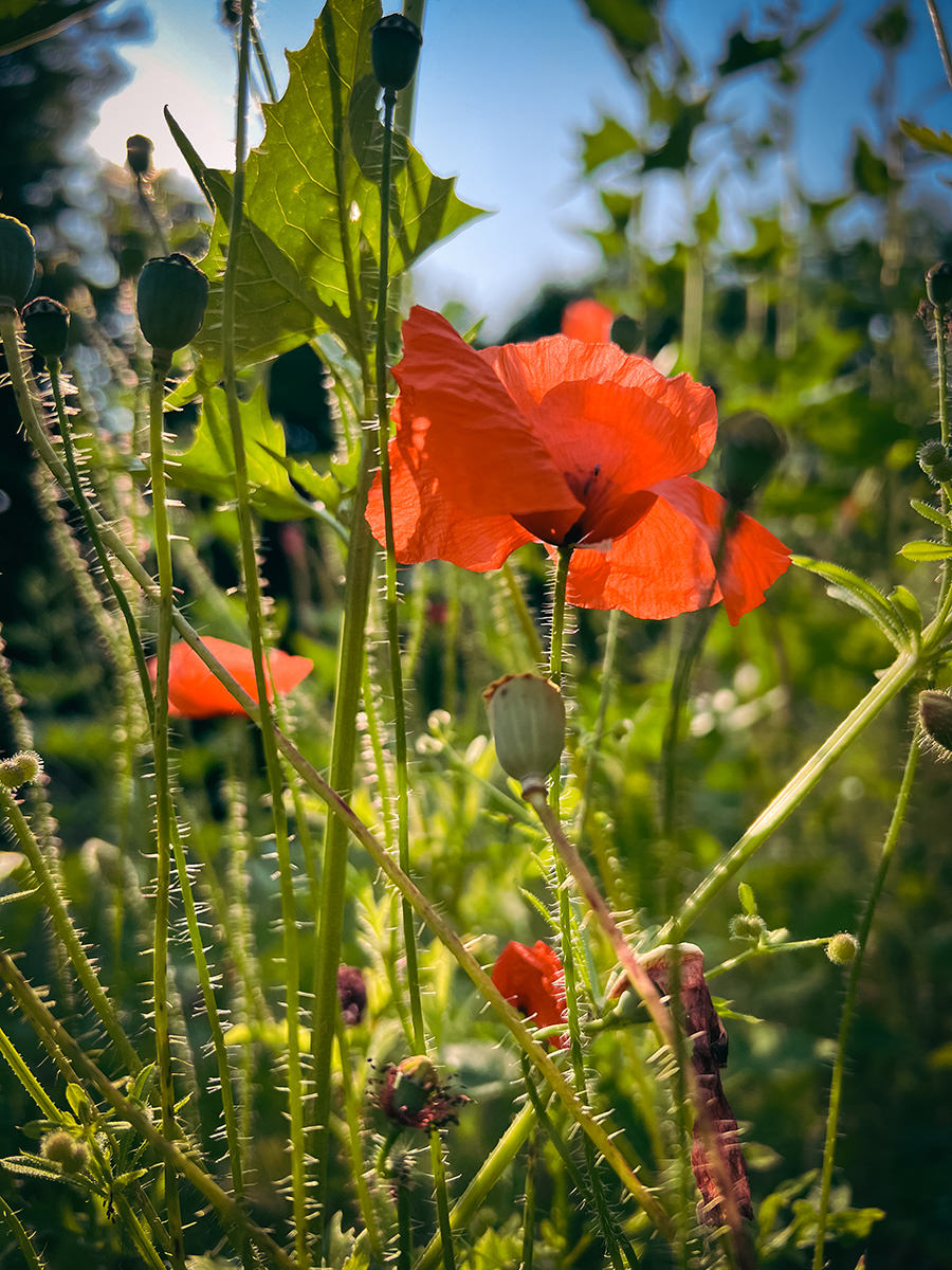 e1137-88d1e-53036218711-2b2ae6ecc0-o