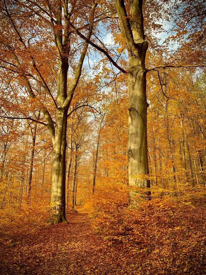 add72-61de4-49083318086-faccaa6e49-o