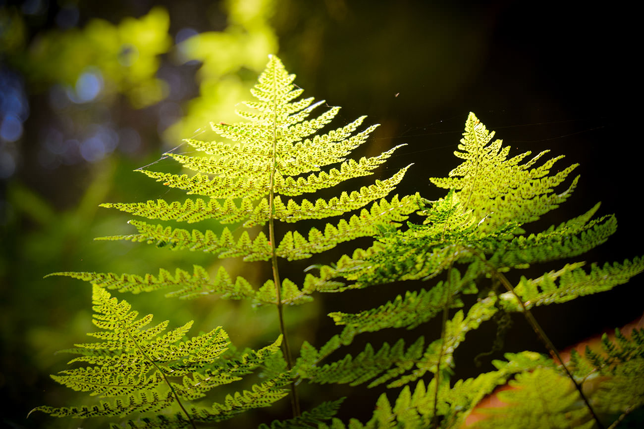 7e739-e639c-52176150692-d1e385af5e-o