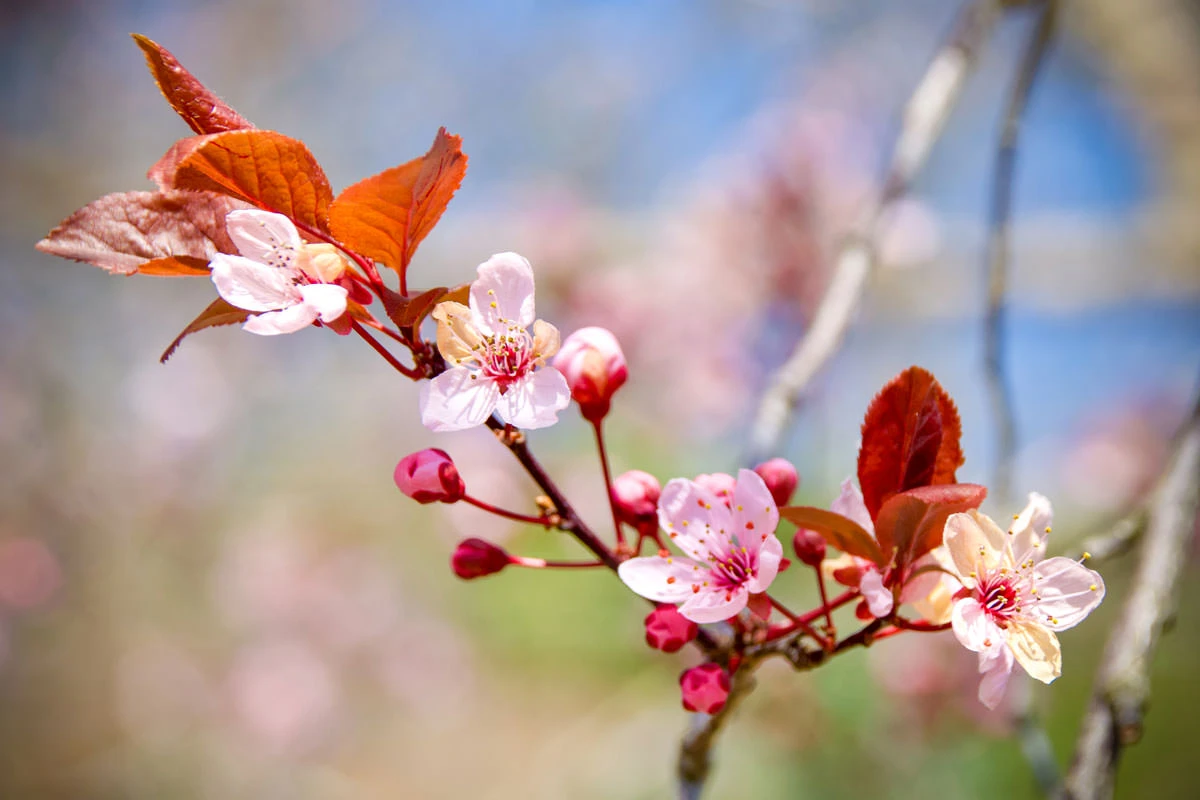 5435b-04bcc-49700172962-a7fd7d6912-o