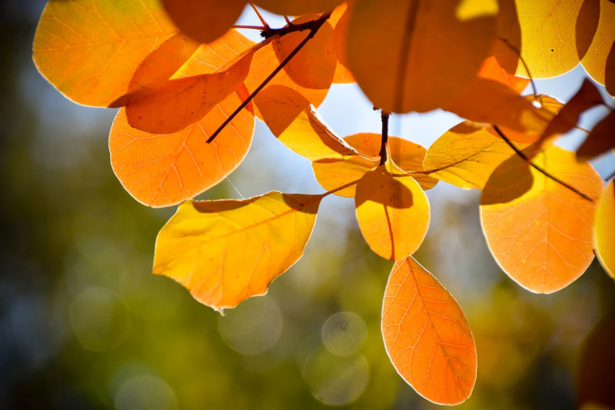 80111-62607-51627888256-42a12544c1-o-1