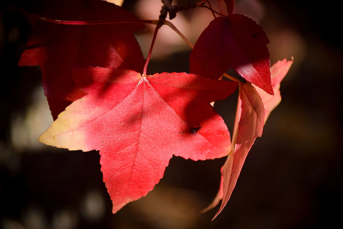 bd868-851eb-51628107378-32d1238ae4-o-1