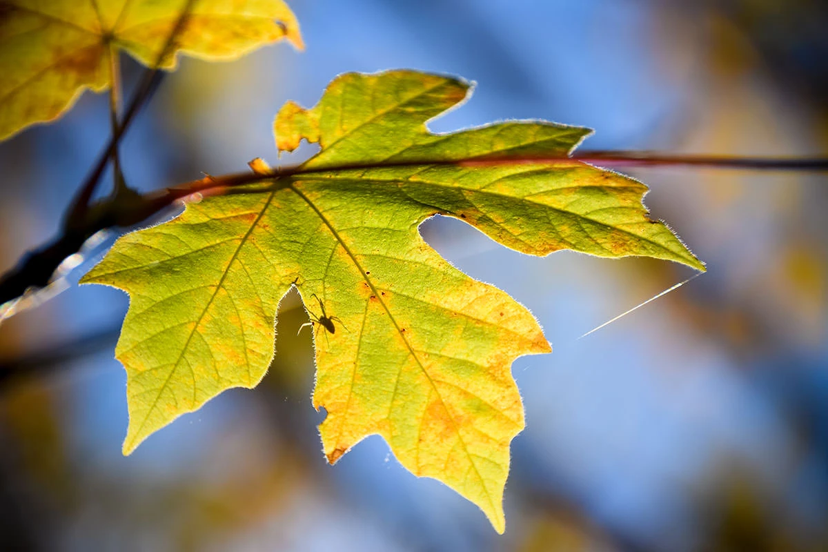 c8501-ac276-51628744885-9ba2b50517-o-1