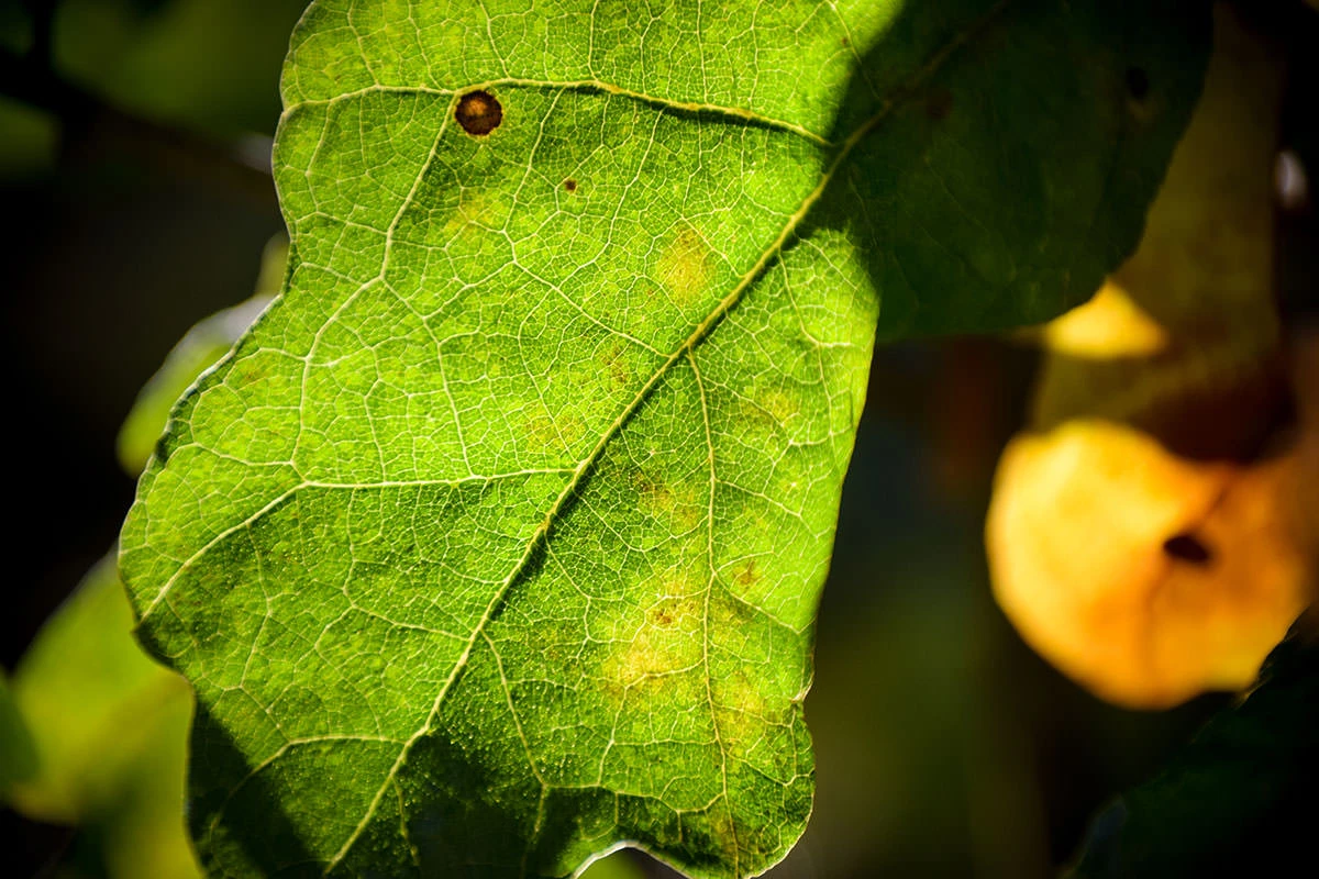 cd652-3dc56-51628538319-a878db8430-o-1