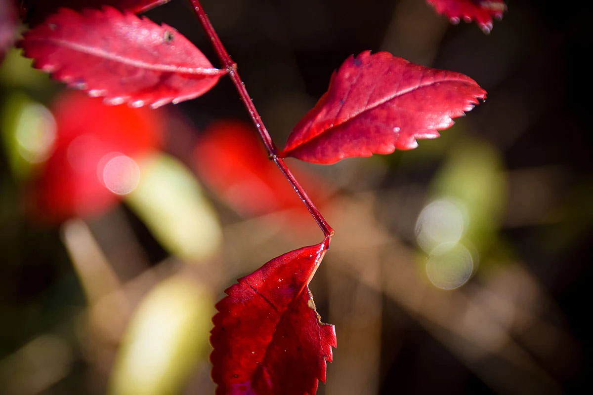 d9018-5f470-51628744825-df13687258-o-1