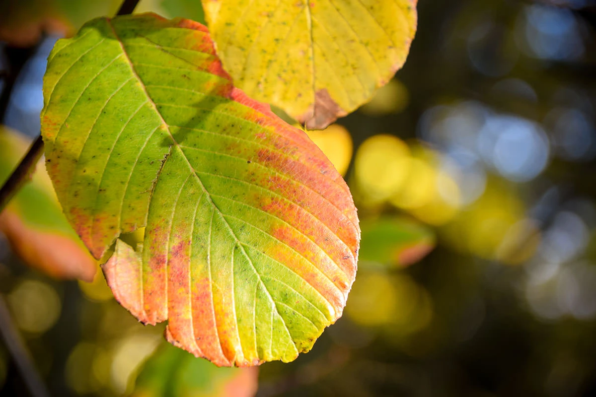 e7d26-20a4a-51627888276-7ef230fb83-o-1