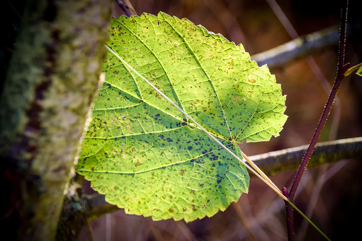 ebb2a-26800-51627062132-deffaef697-o-1