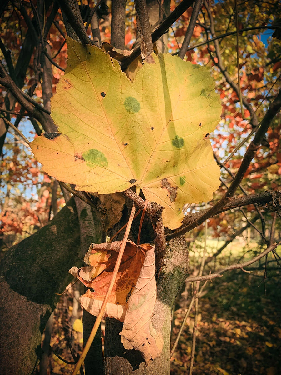 965b4-d3552-51641693905-c5d534d19d-o