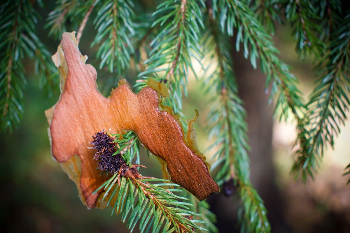 36e9e-063d3-48852813778-19d01d7d1d-o