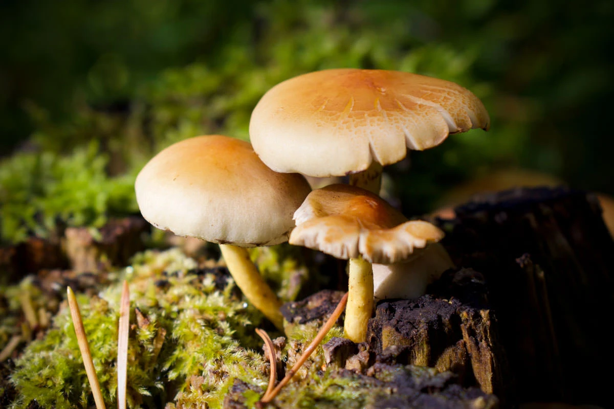 4b245-f62f1-48853173621-069b753ac3-o