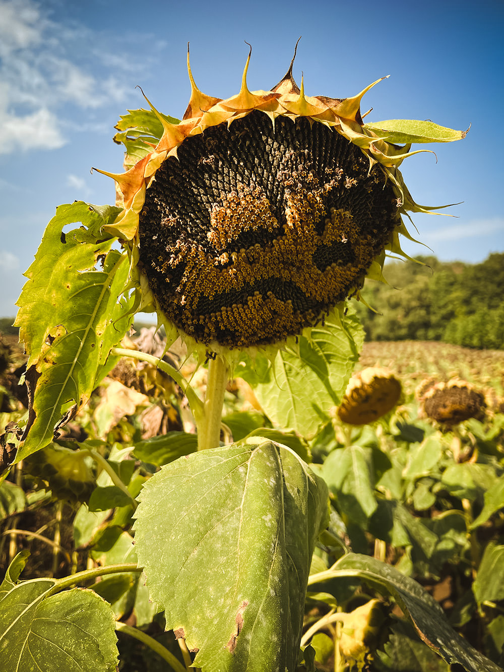 185cc-aedd6-52315360157-a3e3df8d5d-o