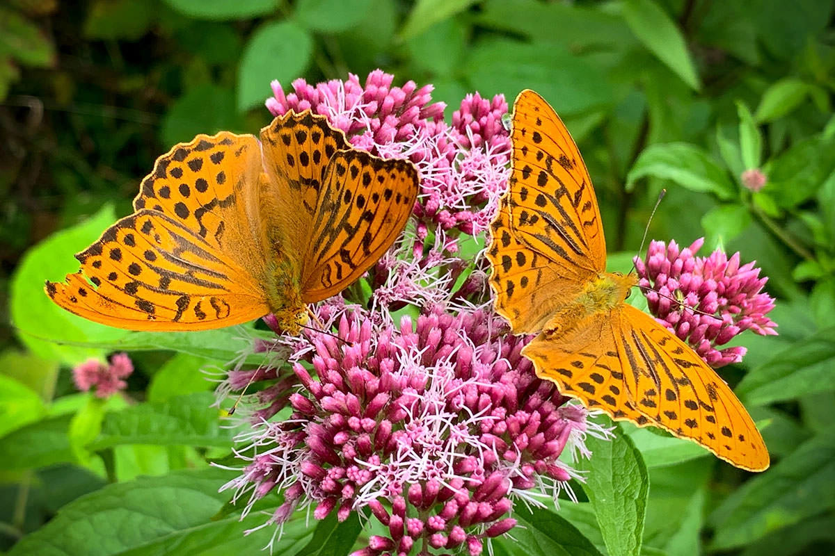 6c421-11452-51401858718-b783f4aed4-o