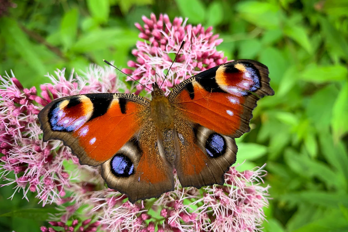 c260f-cf045-51401858733-8fa1005225-o