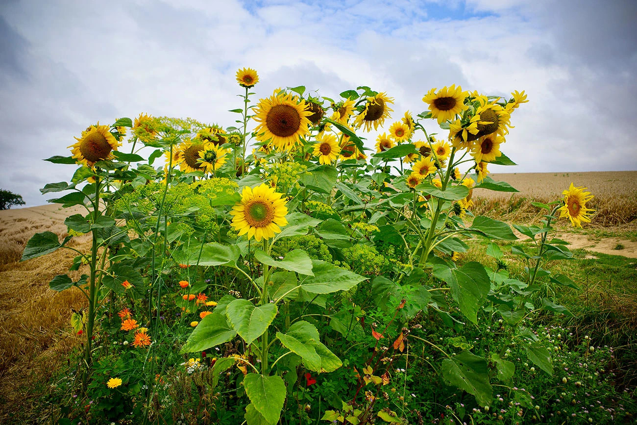 c3b71-c56c5-51402354919-82f0441be4-o