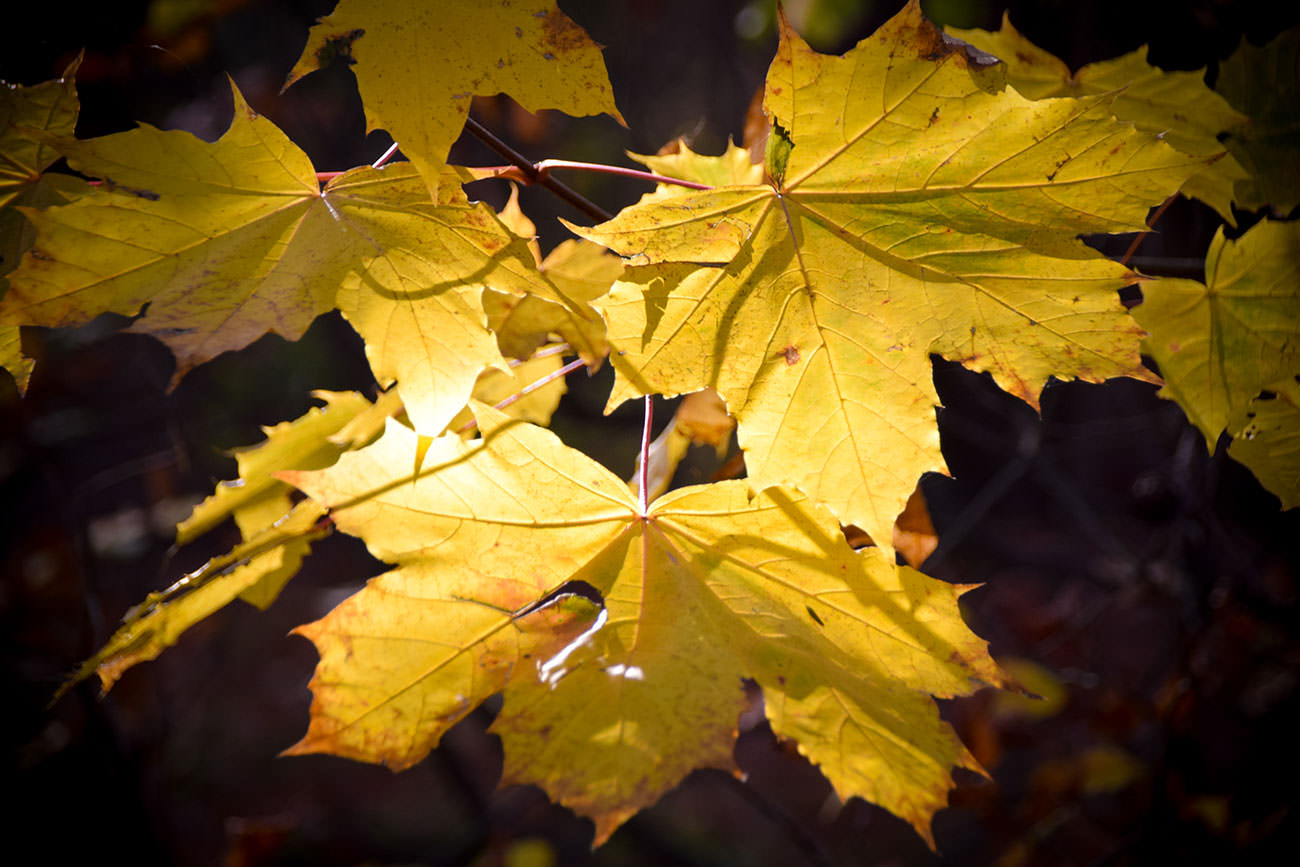 78a5a-9b8ae-52472835448-71b188531d-o