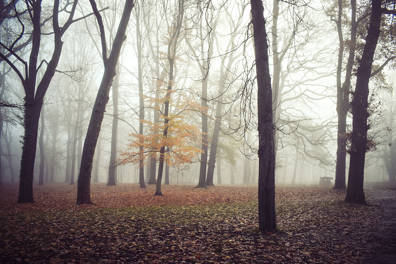 d5202-633a3-52524411974-4947188a51-o