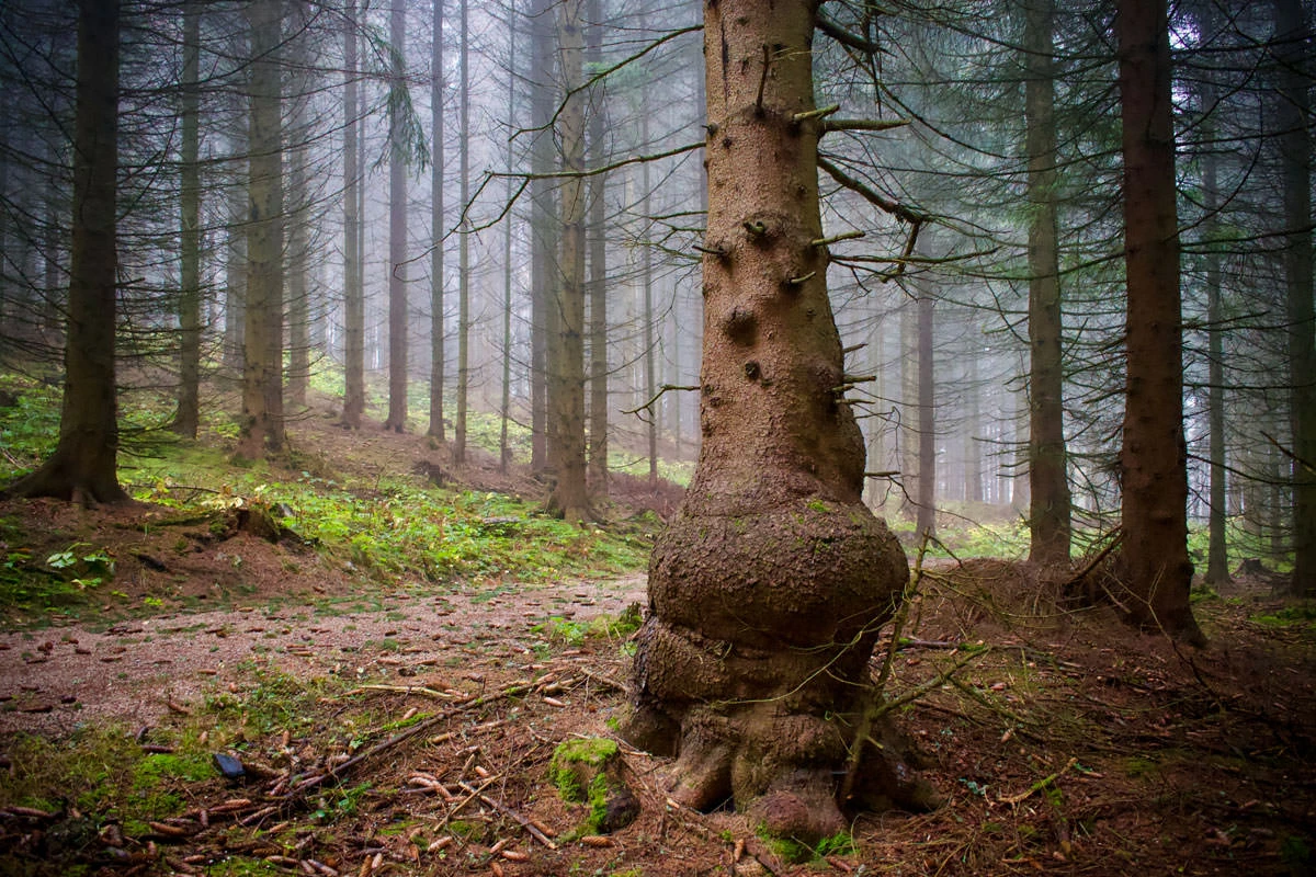 20c79-0558e-49116580577-40d850d939-o