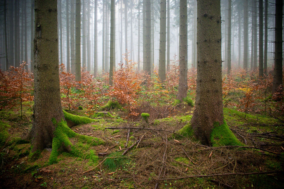 968f9-7583c-49116391111-ecd0e07705-o