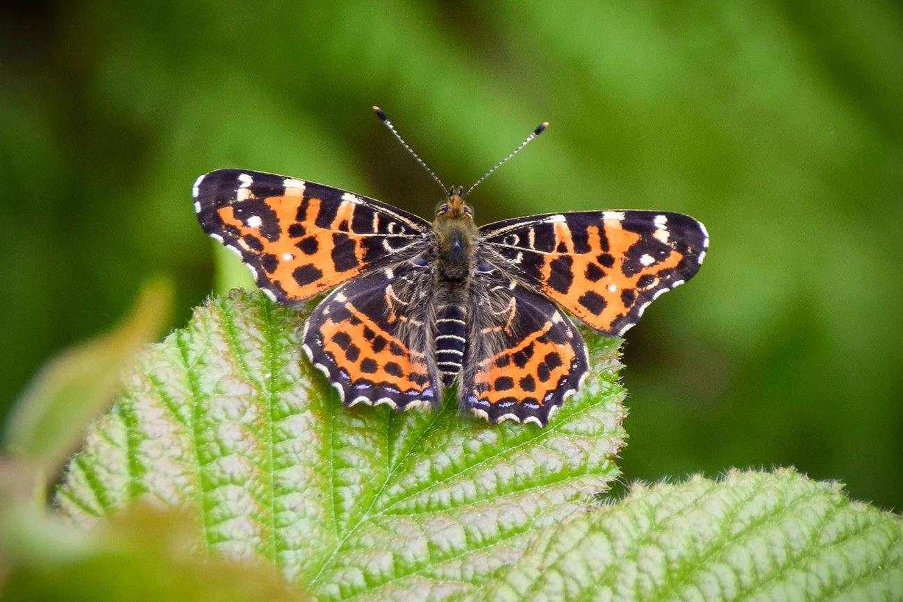 6a9d2-63540-51226855610-9126bd0517-o