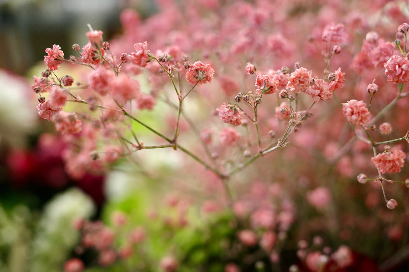 8a2c6-c9d97-51164436180-52ab60e04a-o