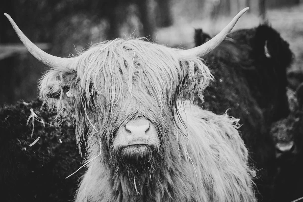 8bd13-6a460-50914233927-f88214c106-o