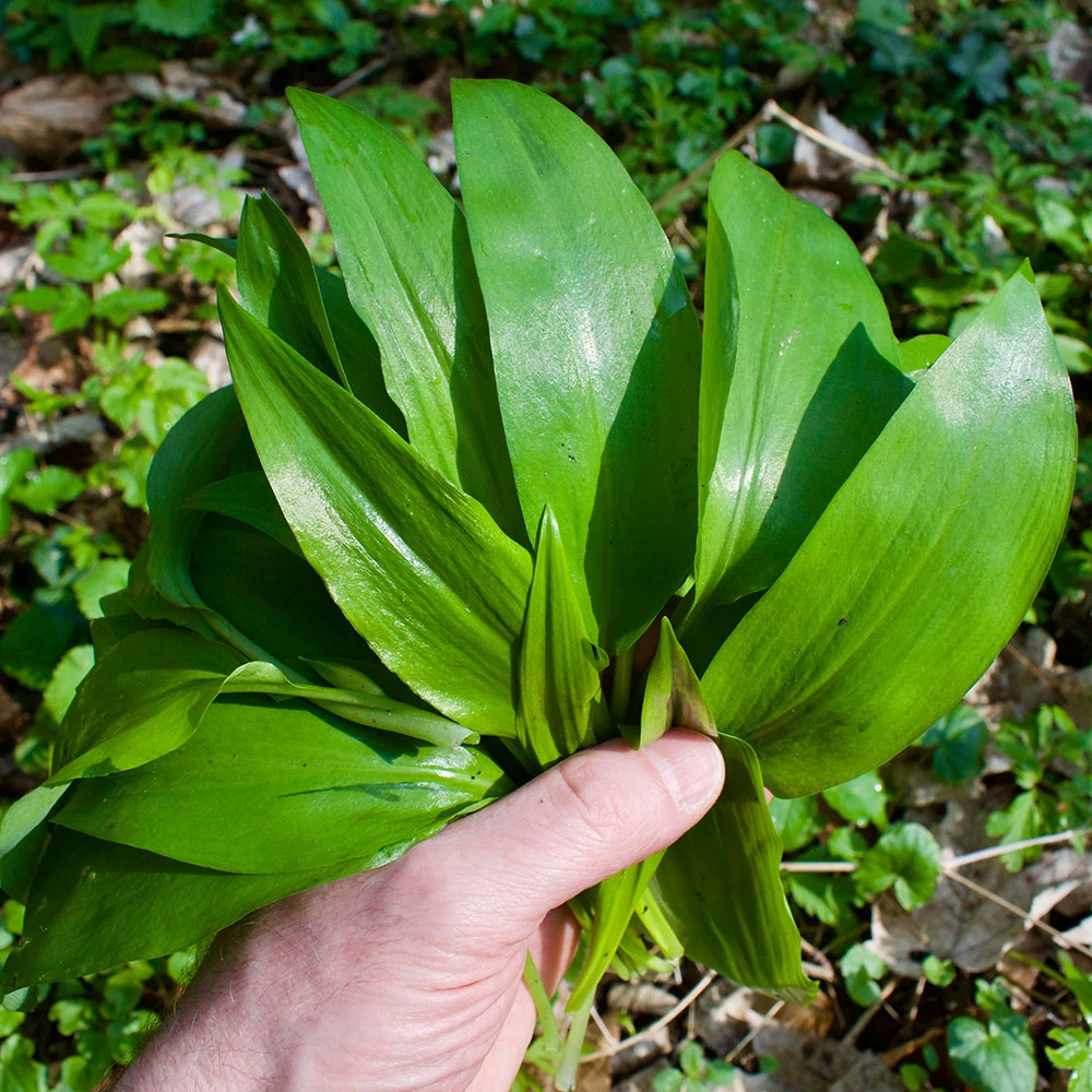 a9c2c-ee72a-baerlauch