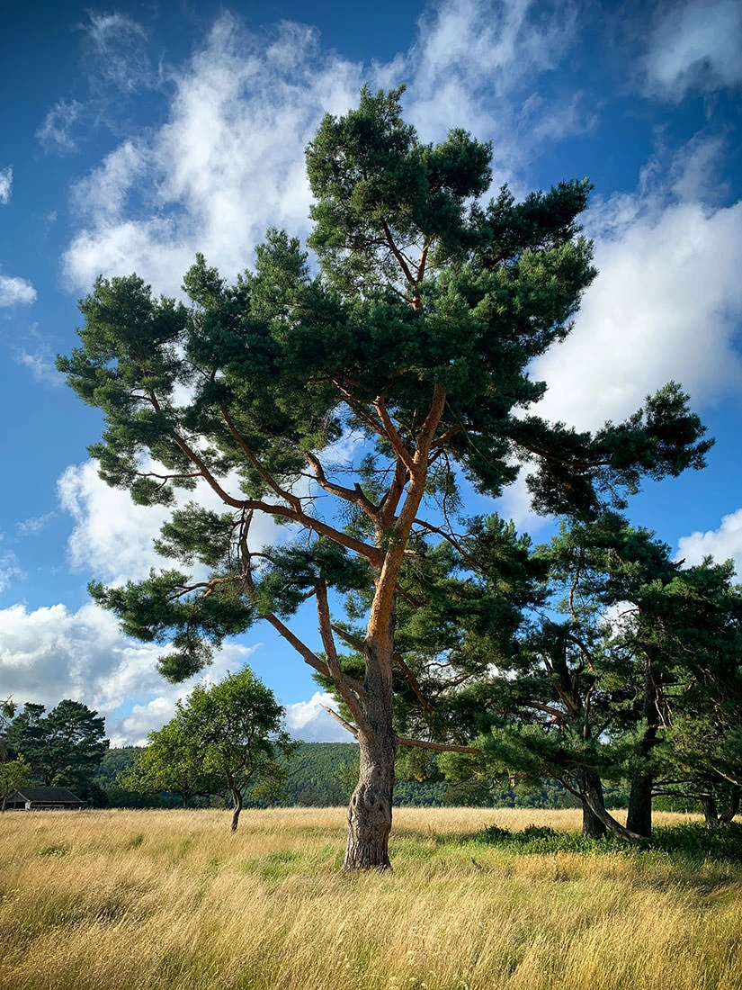 6b0ab-d035a-51404568732-6fc3f1bebf-o