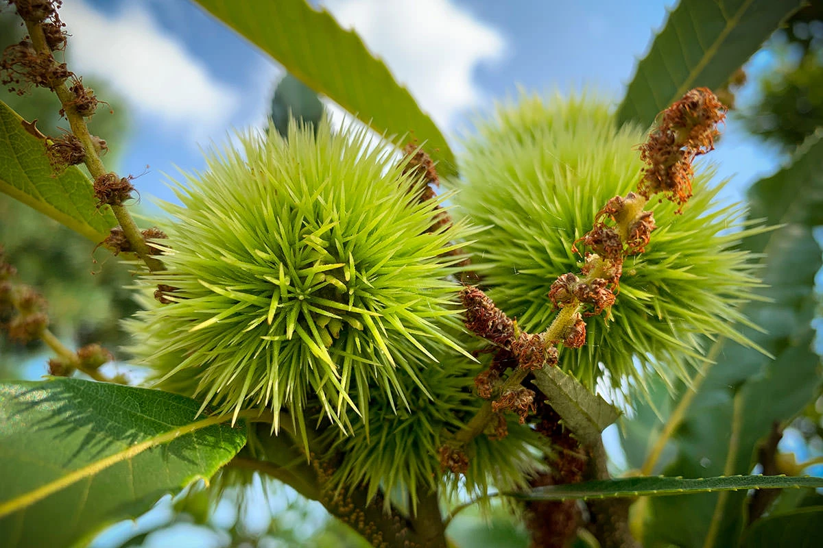 ee6c1-1dcee-51406297865-33660054a5-o