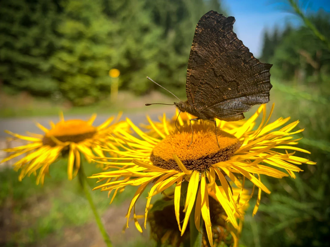 6421e-642ec-50209973512-ff57d00005-o