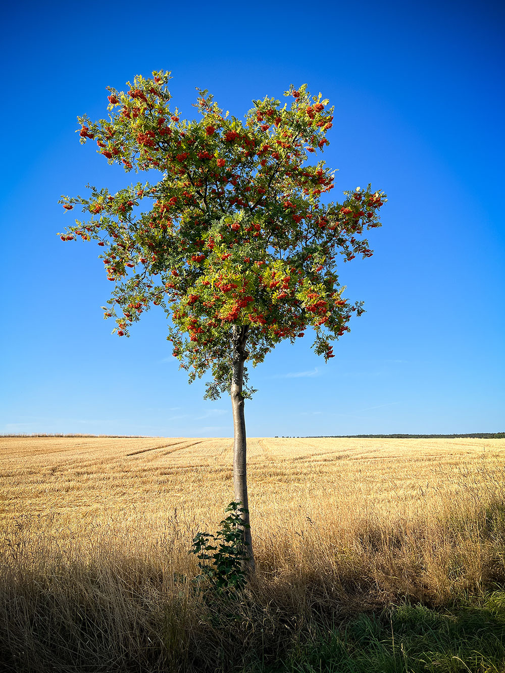 44420-c2702-52280402529-4ddf91ab11-o