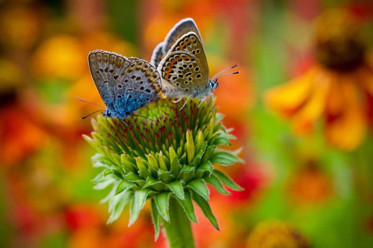 4bf60-4eed5-48611431516-57ee68a162-o