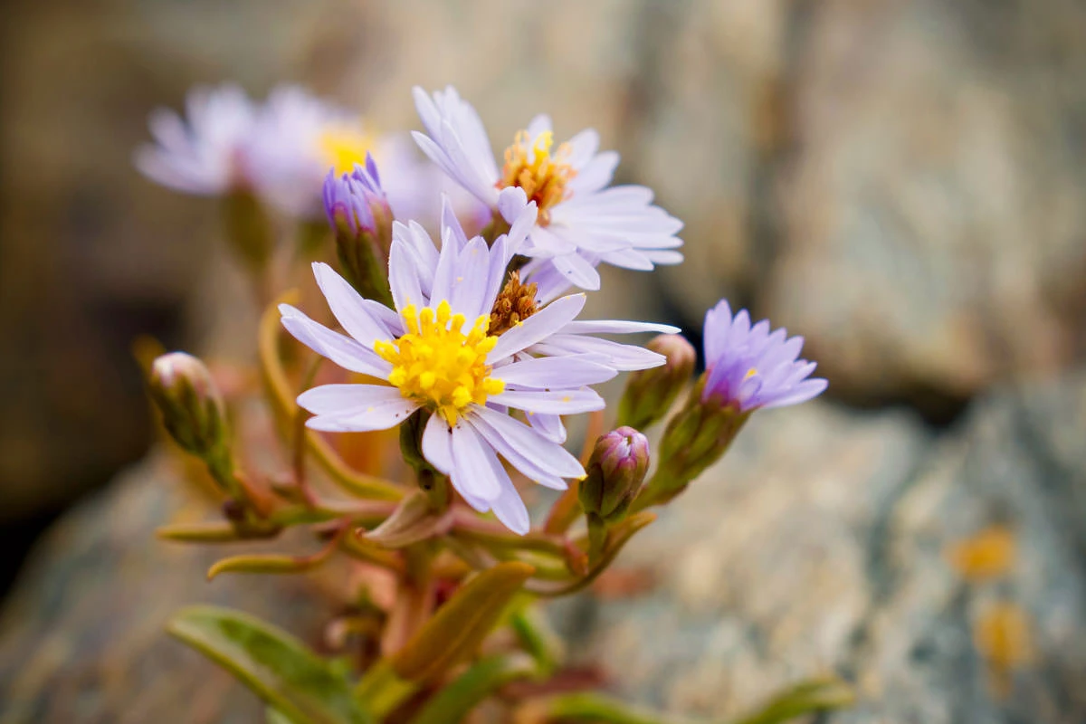 7061b-82109-48611586532-270250db42-o